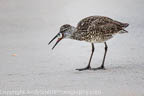 Willet Swallowing Crab